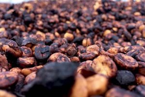 Discover Premium Black Honey Coffee: Flavor & Aroma Safem Fabrication - Precision Engineering & Custom Manufacturing Solutions Discover Premium Black Honey Coffee: Flavor & Aroma | Safem Fabrication - Precision Engineering & Custom Manufacturing Solutions