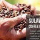 Discover Celebes Coffee: Flavor, Origin & More | The Ultimate Coffee Guide: Types, Brewing Methods & Best Beans