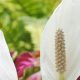 Coffee Grounds For Peace Lily | The Ultimate Coffee Guide: Types, Brewing Methods & Best Beans