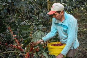 Best Peru Coffee Beans: Aromatic & Fair Trade Finds Safem Fabrication - Precision Engineering & Custom Manufacturing Solutions Best Peru Coffee Beans: Aromatic & Fair Trade Finds | Safem Fabrication - Precision Engineering & Custom Manufacturing Solutions