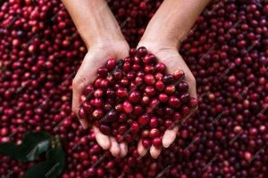 Discover: Cherry Coffee Beans - Flavor Burst! Safem Fabrication - Precision Engineering & Custom Manufacturing Solutions Discover: Cherry Coffee Beans - Flavor Burst! | Safem Fabrication - Precision Engineering & Custom Manufacturing Solutions
