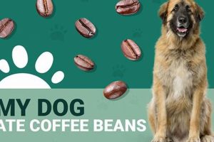 Help! My Dog Ate Coffee Bean? Risks & What to Do Safem Fabrication - Precision Engineering & Custom Manufacturing Solutions Help! My Dog Ate Coffee Bean? Risks & What to Do | Safem Fabrication - Precision Engineering & Custom Manufacturing Solutions