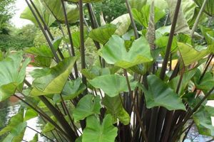 Care Guide: Grow Your Own Coffee Cup Plant Today! Safem Fabrication - Precision Engineering & Custom Manufacturing Solutions Care Guide: Grow Your Own Coffee Cup Plant Today! | Safem Fabrication - Precision Engineering & Custom Manufacturing Solutions