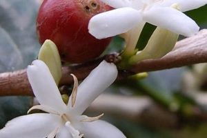 Growing Coffee Flower: Blooms, Yield & More! Safem Fabrication - Precision Engineering & Custom Manufacturing Solutions Growing Coffee Flower: Blooms, Yield & More! | Safem Fabrication - Precision Engineering & Custom Manufacturing Solutions