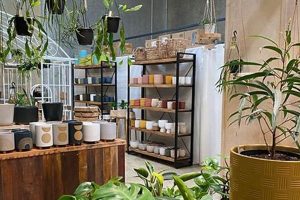 Grow Your Coffee Plants: The Ultimate Guide Safem Fabrication - Precision Engineering & Custom Manufacturing Solutions Grow Your Coffee Plants: The Ultimate Guide | Safem Fabrication - Precision Engineering & Custom Manufacturing Solutions
