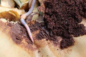 Prefix:Do Earthworms Like Coffee Grounds? :Suffix Tips! Safem Fabrication - Precision Engineering & Custom Manufacturing Solutions Prefix:Do Earthworms Like Coffee Grounds? :Suffix Tips! | Safem Fabrication - Precision Engineering & Custom Manufacturing Solutions