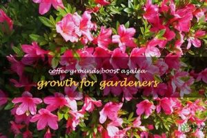 Boost Azaleas: Coffee Grounds Benefits & Uses Safem Fabrication - Precision Engineering & Custom Manufacturing Solutions Boost Azaleas: Coffee Grounds Benefits & Uses | Safem Fabrication - Precision Engineering & Custom Manufacturing Solutions