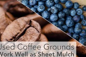 Best Blueberry Coffee Grounds? Taste Test + Recipes! Safem Fabrication - Precision Engineering & Custom Manufacturing Solutions Best Blueberry Coffee Grounds? Taste Test + Recipes! | Safem Fabrication - Precision Engineering & Custom Manufacturing Solutions