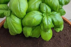Coffee Boost: Does Basil Like Coffee Grounds? Tips! Safem Fabrication - Precision Engineering & Custom Manufacturing Solutions Coffee Boost: Does Basil Like Coffee Grounds? Tips! | Safem Fabrication - Precision Engineering & Custom Manufacturing Solutions