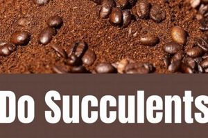 Coffee & Cacti: Do Succulents Like Coffee Grounds? Tips! Safem Fabrication - Precision Engineering & Custom Manufacturing Solutions Coffee & Cacti: Do Succulents Like Coffee Grounds? Tips! | Safem Fabrication - Precision Engineering & Custom Manufacturing Solutions