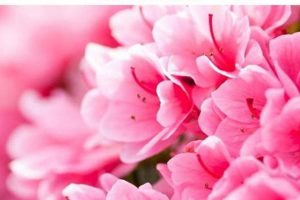 Boost Azaleas: Coffee Grounds Magic for Vibrant Blooms! Safem Fabrication - Precision Engineering & Custom Manufacturing Solutions Boost Azaleas: Coffee Grounds Magic for Vibrant Blooms! | Safem Fabrication - Precision Engineering & Custom Manufacturing Solutions