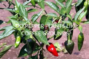 Coffee Grounds for Peppers? Yes & No! Safem Fabrication - Precision Engineering & Custom Manufacturing Solutions Coffee Grounds for Peppers? Yes & No! | Safem Fabrication - Precision Engineering & Custom Manufacturing Solutions
