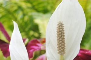 Coffee Grounds For Peace Lily Safem Fabrication - Precision Engineering & Custom Manufacturing Solutions Coffee Grounds For Peace Lily | Safem Fabrication - Precision Engineering & Custom Manufacturing Solutions