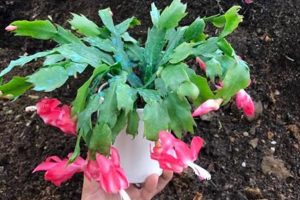 Coffee Boost? Does Christmas Cactus Like Coffee Grounds? Tips! Safem Fabrication - Precision Engineering & Custom Manufacturing Solutions Coffee Boost? Does Christmas Cactus Like Coffee Grounds? Tips! | Safem Fabrication - Precision Engineering & Custom Manufacturing Solutions