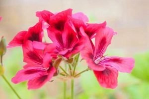 Coffee Boost: Do Geraniums Like Coffee Grounds? Tips! Safem Fabrication - Precision Engineering & Custom Manufacturing Solutions Coffee Boost: Do Geraniums Like Coffee Grounds? Tips! | Safem Fabrication - Precision Engineering & Custom Manufacturing Solutions