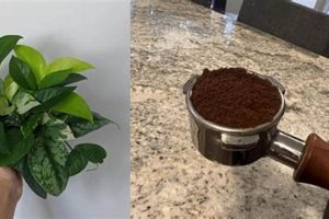 Pothos & Coffee Grounds: Does Pothos Like Coffee Grounds? Tips! Safem Fabrication - Precision Engineering & Custom Manufacturing Solutions Pothos & Coffee Grounds: Does Pothos Like Coffee Grounds? Tips! | Safem Fabrication - Precision Engineering & Custom Manufacturing Solutions