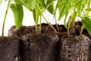 Using Coffee Grounds for Pepper Plants: Tips & Tricks! Safem Fabrication - Precision Engineering & Custom Manufacturing Solutions Using Coffee Grounds for Pepper Plants: Tips & Tricks! | Safem Fabrication - Precision Engineering & Custom Manufacturing Solutions