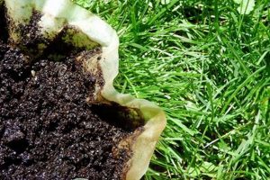 Boost Your Lawn: Coffee Grounds Lawn Secrets Safem Fabrication - Precision Engineering & Custom Manufacturing Solutions Boost Your Lawn: Coffee Grounds Lawn Secrets | Safem Fabrication - Precision Engineering & Custom Manufacturing Solutions