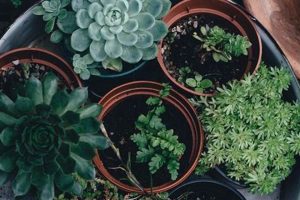 Coffee Grounds For Succulents: Are They Good? +Tips Safem Fabrication - Precision Engineering & Custom Manufacturing Solutions Coffee Grounds For Succulents: Are They Good? +Tips | Safem Fabrication - Precision Engineering & Custom Manufacturing Solutions