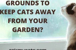 Do Coffee Grounds Keep Cats Away? + More Tips! Safem Fabrication - Precision Engineering & Custom Manufacturing Solutions Do Coffee Grounds Keep Cats Away? + More Tips! | Safem Fabrication - Precision Engineering & Custom Manufacturing Solutions