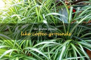 Coffee Grounds & Spider Plants: Do They Really Like It? Safem Fabrication - Precision Engineering & Custom Manufacturing Solutions Coffee Grounds & Spider Plants: Do They Really Like It? | Safem Fabrication - Precision Engineering & Custom Manufacturing Solutions