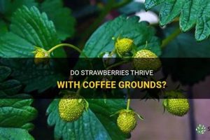 Coffee Grounds: Do Strawberries Like Them? Tips & Tricks Safem Fabrication - Precision Engineering & Custom Manufacturing Solutions Coffee Grounds: Do Strawberries Like Them? Tips & Tricks | Safem Fabrication - Precision Engineering & Custom Manufacturing Solutions