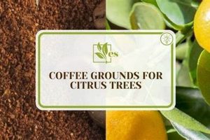 Using Coffee Grounds for Citrus Trees: Grow Better Fruit! Safem Fabrication - Precision Engineering & Custom Manufacturing Solutions Using Coffee Grounds for Citrus Trees: Grow Better Fruit! | Safem Fabrication - Precision Engineering & Custom Manufacturing Solutions