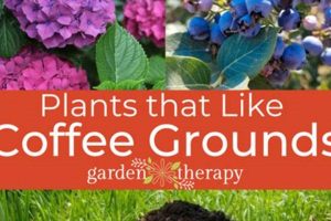 Best Flowers: What Flowers Like Coffee Grounds for Growth Tips Safem Fabrication - Precision Engineering & Custom Manufacturing Solutions Best Flowers: What Flowers Like Coffee Grounds for Growth Tips | Safem Fabrication - Precision Engineering & Custom Manufacturing Solutions