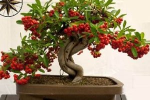 Grow Coffee Bonsai: Aromatic Miniature Trees The Ultimate Coffee Guide: Types, Brewing Methods & Best Beans Grow Coffee Bonsai: Aromatic Miniature Trees | The Ultimate Coffee Guide: Types, Brewing Methods & Best Beans