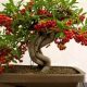Grow Coffee Bonsai: Aromatic Miniature Trees | The Ultimate Coffee Guide: Types, Brewing Methods & Best Beans