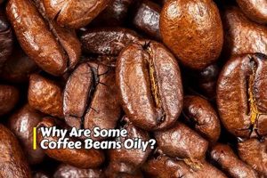 Unveiling Why Some Coffee Beans Are Oily - Explained! The Ultimate Coffee Guide: Types, Brewing Methods & Best Beans Unveiling Why Some Coffee Beans Are Oily - Explained! | The Ultimate Coffee Guide: Types, Brewing Methods & Best Beans