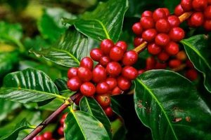 Best Places: Where Can Coffee Beans Grow? (Regions) The Ultimate Coffee Guide: Types, Brewing Methods & Best Beans Best Places: Where Can Coffee Beans Grow? (Regions) | The Ultimate Coffee Guide: Types, Brewing Methods & Best Beans