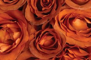 Growing Coffee Break Roses: Care & Beauty Tips The Ultimate Coffee Guide: Types, Brewing Methods & Best Beans Growing Coffee Break Roses: Care & Beauty Tips | The Ultimate Coffee Guide: Types, Brewing Methods & Best Beans