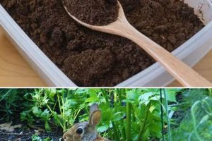 Using Coffee Grounds: Do They Deter Rabbits? [Fact vs Myth] | The Ultimate Coffee Guide: Types, Brewing Methods & Best Beans