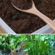 Using Coffee Grounds: Do They Deter Rabbits? [Fact vs Myth] | The Ultimate Coffee Guide: Types, Brewing Methods & Best Beans