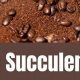 Coffee &amp; Cacti: Do Succulents Like Coffee Grounds? Tips! | The Ultimate Coffee Guide: Types, Brewing Methods & Best Beans