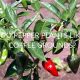 Coffee Grounds for Peppers? Yes & No! | The Ultimate Coffee Guide: Types, Brewing Methods & Best Beans