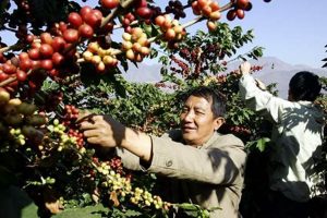 Exploring Yunnan Coffee: A Flavorful Chinese Bean The Ultimate Coffee Guide: Types, Brewing Methods & Best Beans Exploring Yunnan Coffee: A Flavorful Chinese Bean | The Ultimate Coffee Guide: Types, Brewing Methods & Best Beans