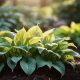 Coffee Grounds for Hostas: Do They Really Like It? | The Ultimate Coffee Guide: Types, Brewing Methods & Best Beans