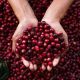 Discover: Cherry Coffee Beans - Flavor Burst! | The Ultimate Coffee Guide: Types, Brewing Methods & Best Beans