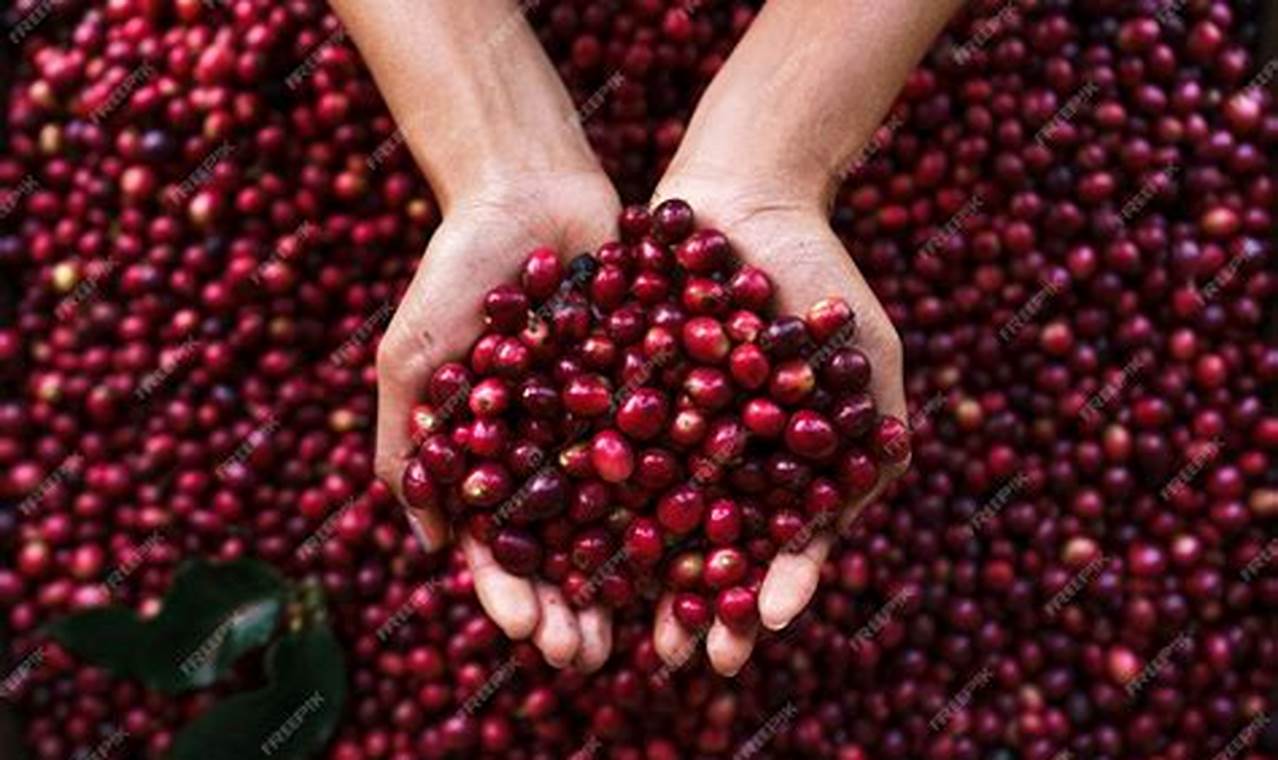 Discover: Cherry Coffee Beans - Flavor Burst! The Ultimate Coffee Guide: Types, Brewing Methods & Best Beans Discover: Cherry Coffee Beans - Flavor Burst! | The Ultimate Coffee Guide: Types, Brewing Methods & Best Beans