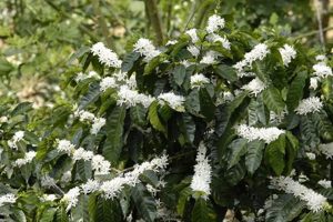 All About Flowering Coffee: Blooms, Yield & Care The Ultimate Coffee Guide: Types, Brewing Methods & Best Beans All About Flowering Coffee: Blooms, Yield & Care | The Ultimate Coffee Guide: Types, Brewing Methods & Best Beans