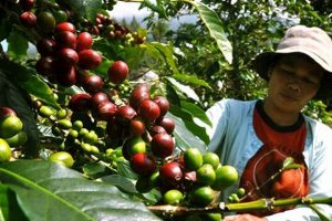 Discover Bali Indonesia Coffee: Aromatic Paradise The Ultimate Coffee Guide: Types, Brewing Methods & Best Beans Discover Bali Indonesia Coffee: Aromatic Paradise | The Ultimate Coffee Guide: Types, Brewing Methods & Best Beans