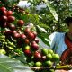 Discover Bali Indonesia Coffee: Aromatic Paradise | The Ultimate Coffee Guide: Types, Brewing Methods & Best Beans