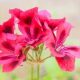 Coffee Boost: Do Geraniums Like Coffee Grounds? Tips! | The Ultimate Coffee Guide: Types, Brewing Methods & Best Beans