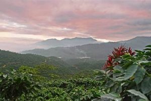 Discover Mexico Chiapas Coffee: Taste the Highlands The Ultimate Coffee Guide: Types, Brewing Methods & Best Beans Discover Mexico Chiapas Coffee: Taste the Highlands | The Ultimate Coffee Guide: Types, Brewing Methods & Best Beans