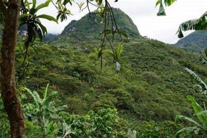 Discover: Guatemala Huehuetenango Coffee - Premium Beans! | The Ultimate Coffee Guide: Types, Brewing Methods & Best Beans