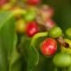 Discover Caturra Coffee: Taste, Info & More! | The Ultimate Coffee Guide: Types, Brewing Methods & Best Beans