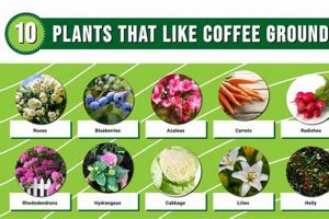 Houseplants Love Coffee Grounds? What You Need to Know The Ultimate Coffee Guide: Types, Brewing Methods & Best Beans Houseplants Love Coffee Grounds? What You Need to Know | The Ultimate Coffee Guide: Types, Brewing Methods & Best Beans