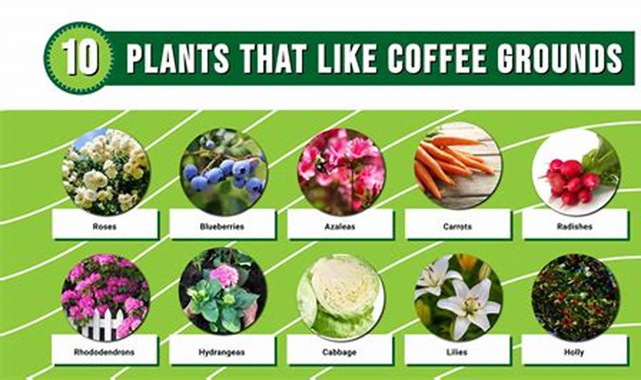 Houseplants Love Coffee Grounds? What You Need to Know The Ultimate Coffee Guide: Types, Brewing Methods & Best Beans Houseplants Love Coffee Grounds? What You Need to Know | The Ultimate Coffee Guide: Types, Brewing Methods & Best Beans